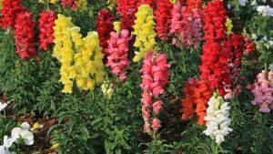 Snapdragon 3 Tips Mudah Merawat Bunga Menawan