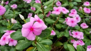 Tapak Dara 15 Keajaiban Sederhana, Obat Mujarab!