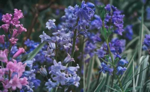 Bunga Bluebell 50 Tarian Biru di Bawah Autentik