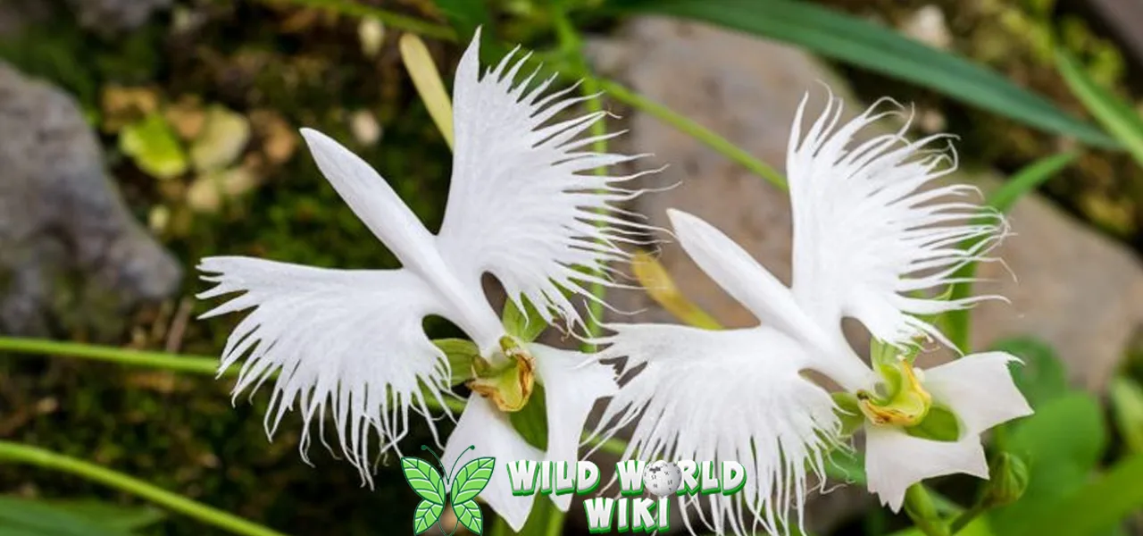 White Egret Orchid 1 Bunga yang Elegan dan Unik 3 White Egret Orchid 1 Bunga yang Elegan dan Unik