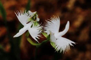 White Egret Orchid 1 Bunga yang Elegan dan Unik 4 White Egret Orchid 1 Bunga yang Elegan dan Unik