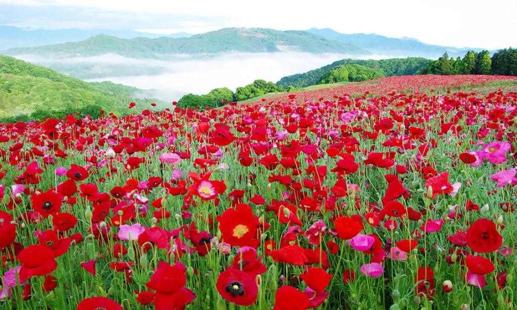 Poppy Kisah 2 Hati Bertemu di Padang Bunga!