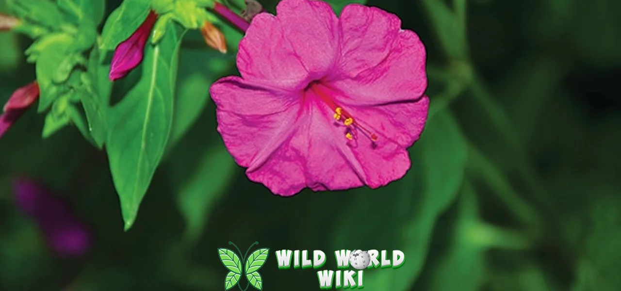 Bunga Pukul Empat 18 Kisah Cinta Mekar Setiap Hari