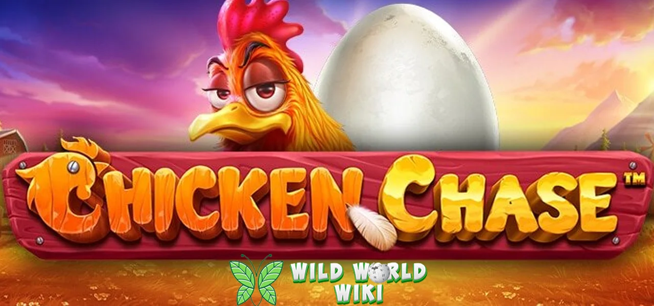 100 Hari High Score Super Game Chicken Chase