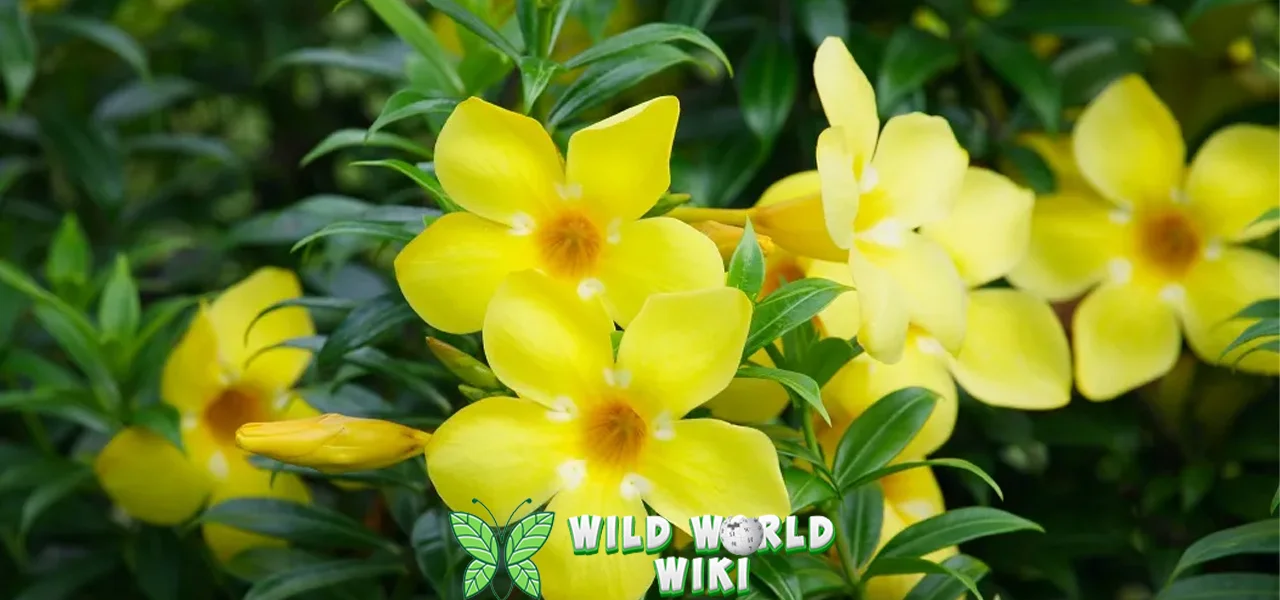 Bunga Alamanda Sentuhan Abadi di 45 Taman Impian 3 Bunga Alamanda Sentuhan Abadi di 45 Taman Impian