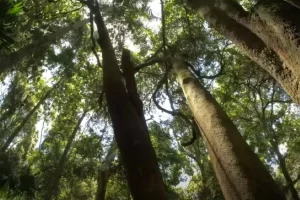 Ajan Kelicung Lebih Penuh Tumbuhan, Ini 1 Warisan!