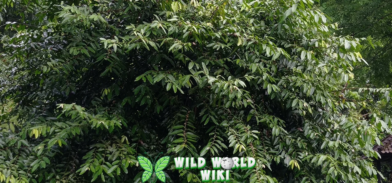 Ajan Kelicung Lebih Penuh Tumbuhan, Ini 1 Warisan!