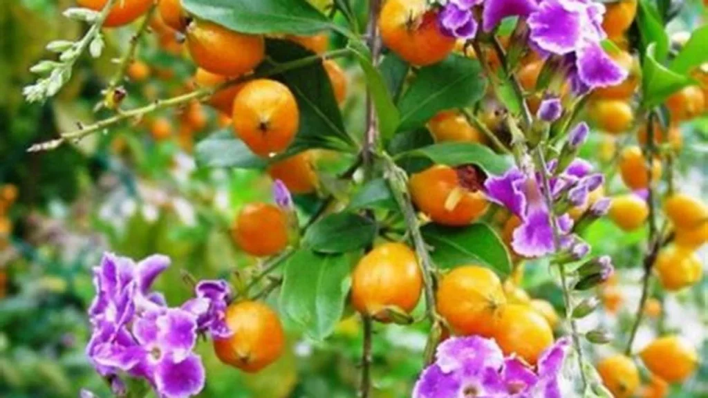 Sinyo Nakal, 10 Bunga Tropis dalam Nama Ikonik 2 Sinyo Nakal, 10 Bunga Tropis dalam Nama Ikonik