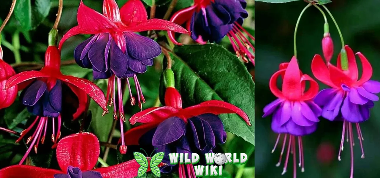 Bunga Fuchsia Dongeng Peri Jadi Menawan 2025! 1 Bunga Fuchsia Dongeng Peri Jadi Menawan 2025!