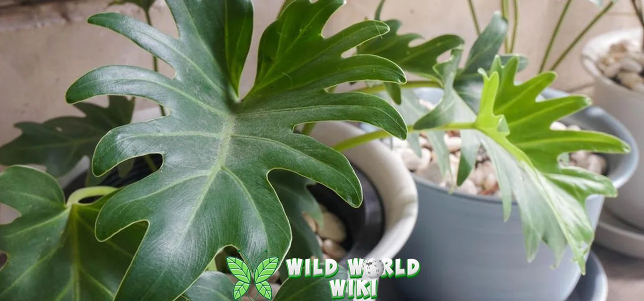 Philodendron Sentuhan 6 Tropis Memikat Hati