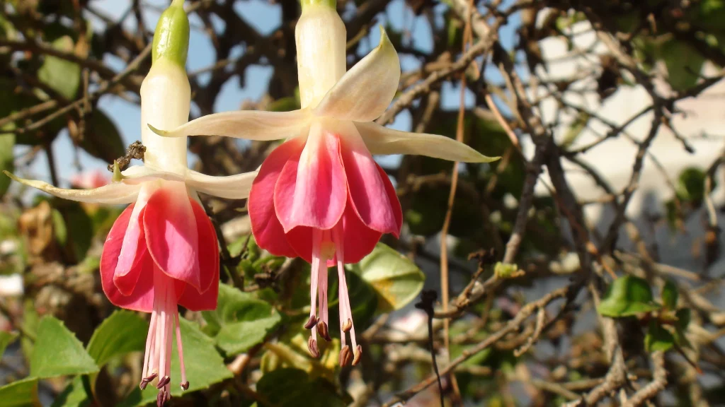 Fuchsia Si Bunga Kece Bikin 1 Taman Makin Hidup