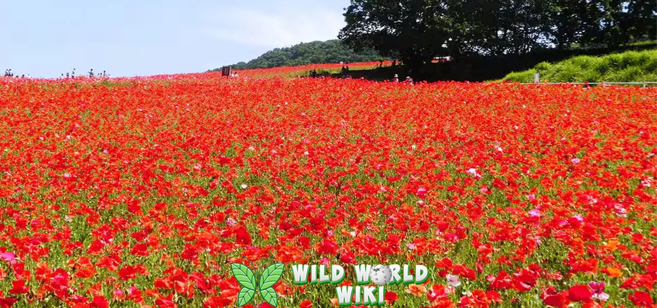 Poppy Kisah 2 Hati Bertemu di Padang Bunga!