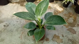 Philodendron Sentuhan 6 Tropis Memikat Hati