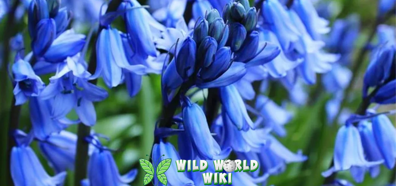Bunga Bluebell 50 Tarian Biru di Bawah Autentik