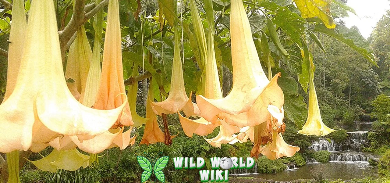 Bunga Terompet 15 Hingga Racun Mematikan!