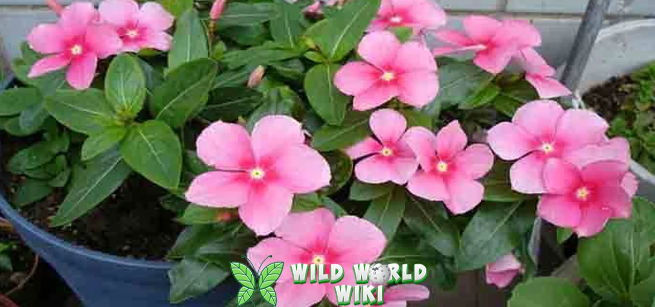 Geranium 9 Pesona Klasik indah Tak Pernah Pudar!