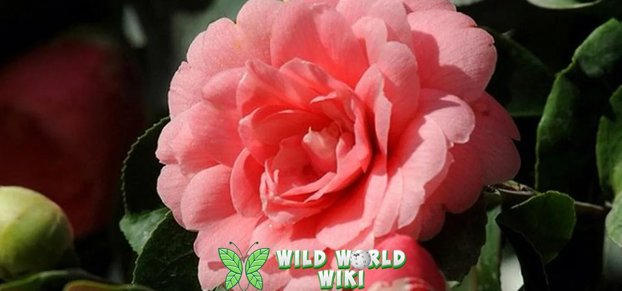 Middlemists Red Kisah Abadi Setiap Helai 4 Mahkotanya 1 Middlemists Red Kisah Abadi Setiap Helai 4 Mahkotanya