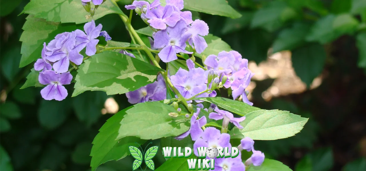 Sinyo Nakal, 10 Bunga Tropis dalam Nama Ikonik