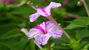 Bunga Pukul Empat 18 Kisah Cinta Mekar Setiap Hari