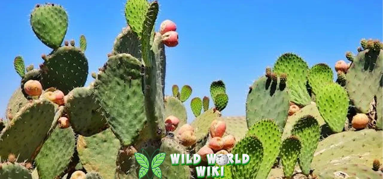 Kaktus Centong 22 Inspirasi Dekorasi Rumah!