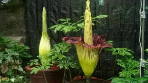 Amorphophallus Titanum, 5 Keindahan Alam Autentik