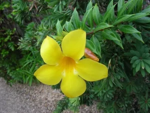 Bunga Alamanda, Cantik Natural 5 Tanpa Ribet