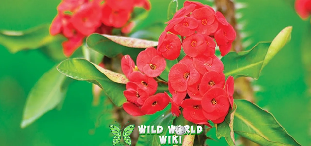 Pakis Giwang Jejak 100 Keindahan yang Abadi 1 Pakis Giwang Jejak 100 Keindahan yang Abadi