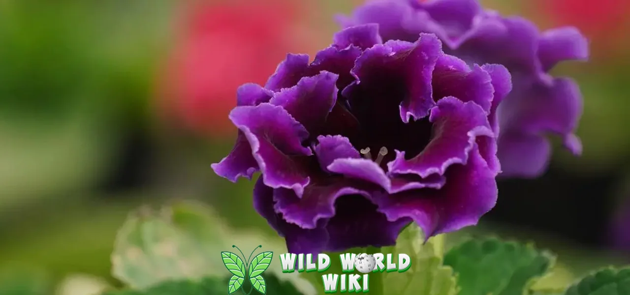 Bunga Gloxinia Biarkan Keindahanmu 1000 Bersinar 3 Bunga Gloxinia Biarkan Keindahanmu 1000 Bersinar