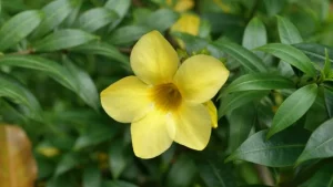 Bunga Alamanda Sentuhan Abadi di 45 Taman Impian