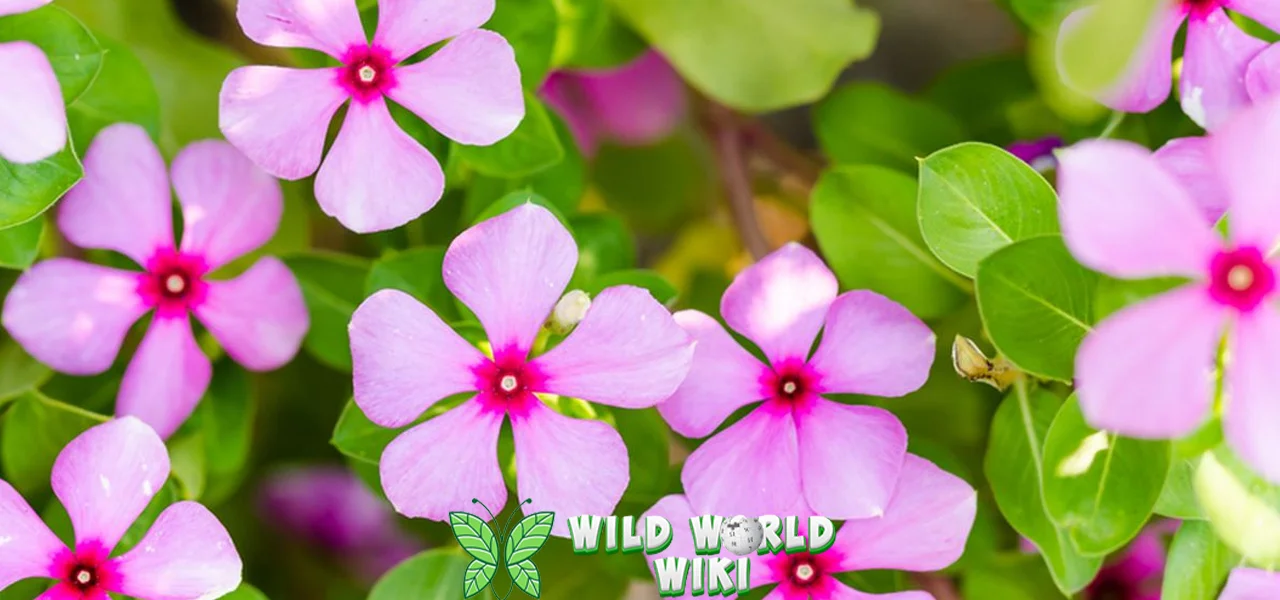 Tapak Dara 15 Keajaiban Sederhana, Obat Mujarab! 1 Tapak Dara 15 Keajaiban Sederhana, Obat Mujarab!