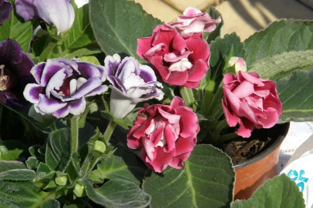 Bunga Gloxinia Biarkan Keindahanmu 1000 Bersinar 4 Bunga Gloxinia Biarkan Keindahanmu 1000 Bersinar