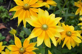Bunga Rudbeckia 8 Simbol Keceriaan dan Optimisme! 4 Bunga Rudbeckia 8 Simbol Keceriaan dan Optimisme!