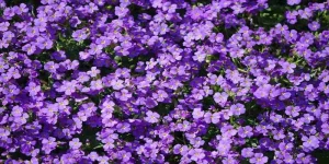 Bunga Violet Kecil dengan 25 Makna yang Dalam 2 Bunga Violet Kecil dengan 25 Makna yang Dalam