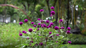 Bunga Kenop 13 Kecantikan Tak Lekang oleh Waktu!