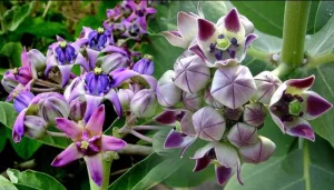 Bunga Widuri Meningkatkan 8 Energi Positif dalam Diri 2 Bunga Widuri Meningkatkan 8 Energi Positif dalam Diri