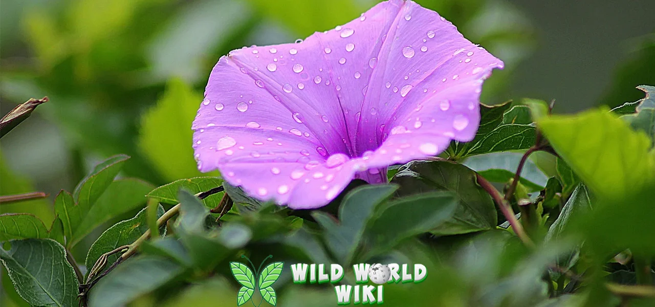 Bunga Morning Glory 2 Harapan dan Awal Baru