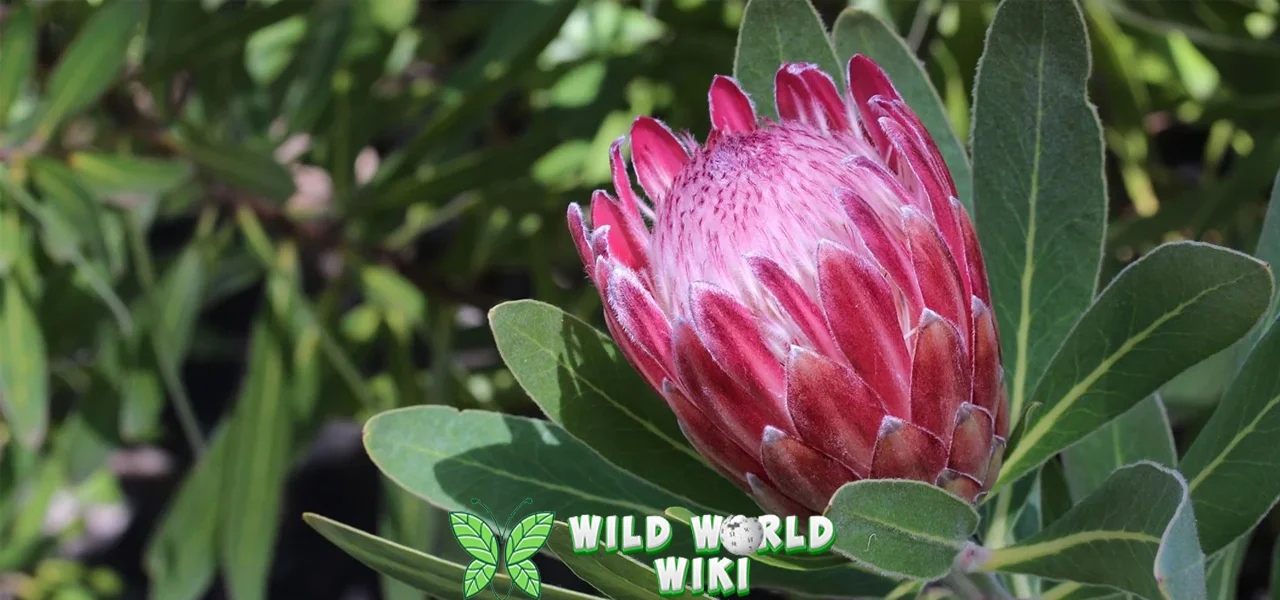 Bunga Protea 4 Sang Ratu tepi Afrika Selatan 1 Bunga Protea 4 Sang Ratu tepi Afrika Selatan