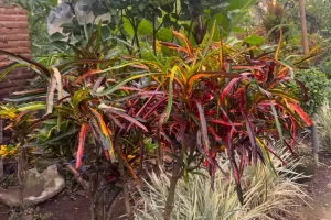 Bunga Puring Hadirkan 55 Nuansa lucu di Rumahmu!