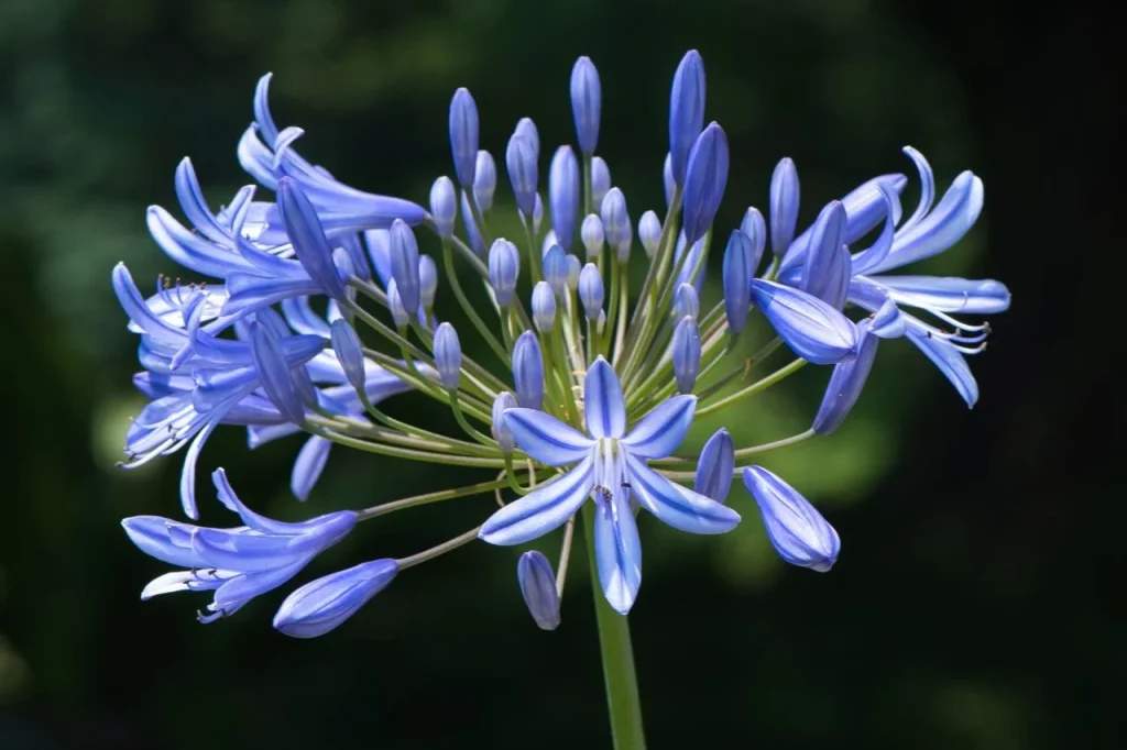Agapanthus Bunga Melambangkan 5 Cinta dan Kesetiaan! 2 Agapanthus Bunga Melambangkan 5 Cinta dan Kesetiaan!
