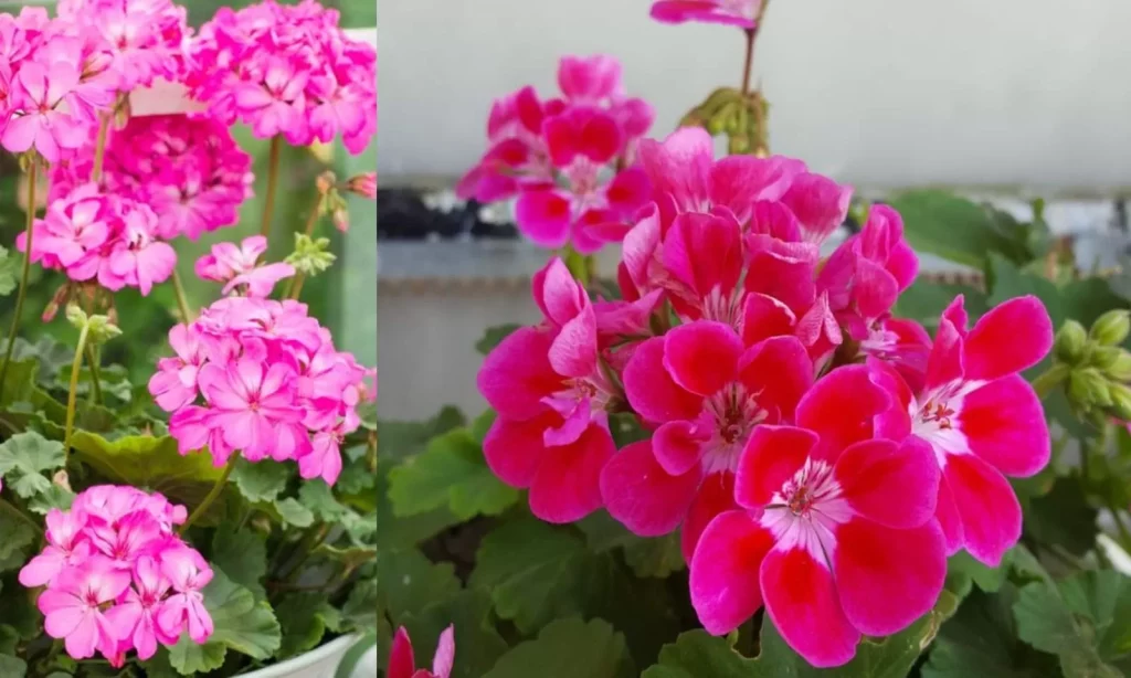 Bunga Geranium Cocok dalam 3000 Orang! 4 Bunga Geranium Cocok dalam 3000 Orang!