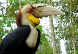 Selamatkan Julang Emas: 5 Aksi Kecil, Dampak Besar 4 Selamatkan Julang Emas: 5 Aksi Kecil, Dampak Besar