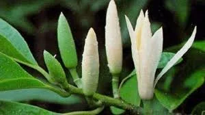 Bunga Kantil 11 Aroma Suci di Setiap Kelopaknya!