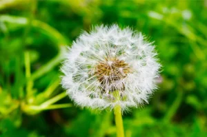 Bunga Dandelion Liar yang Penuh 25 Keajaiban & Manfaat! 2 Bunga Dandelion Liar yang Penuh 25 Keajaiban & Manfaat!