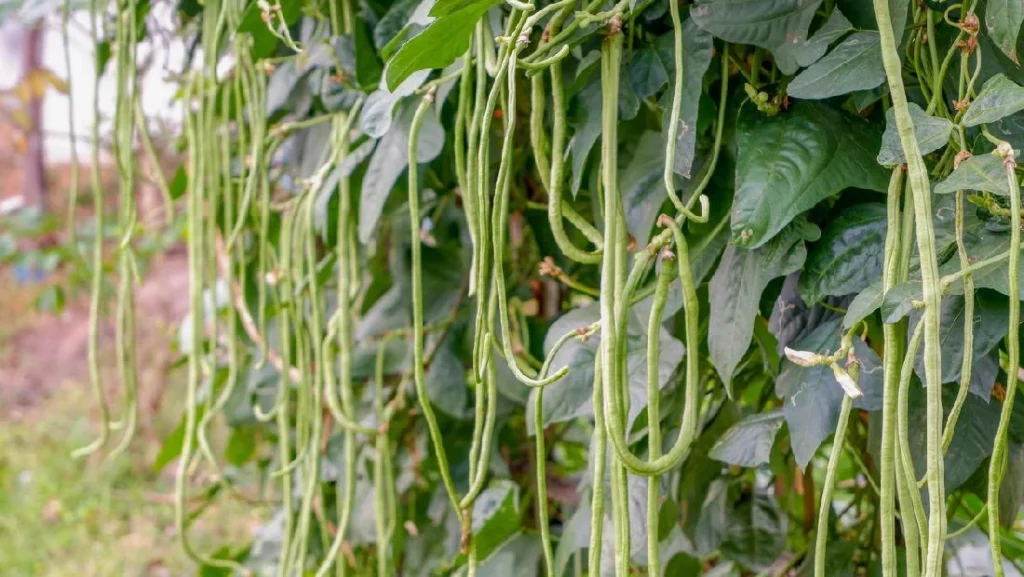 Kacang Panjang Si Hijau Kaya 10 Nutrisi & Manfaat!