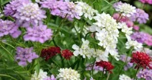 Bunga Candytuft 13 Sentuhan Elegan Setiap Ruangan