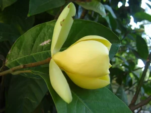 Bunga Cempaka Telor 11 Keharuman Membawa Indah