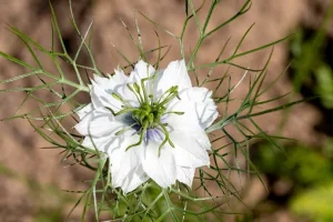 Bunga Jintan Kecil dengan 33 Manfaat Besar