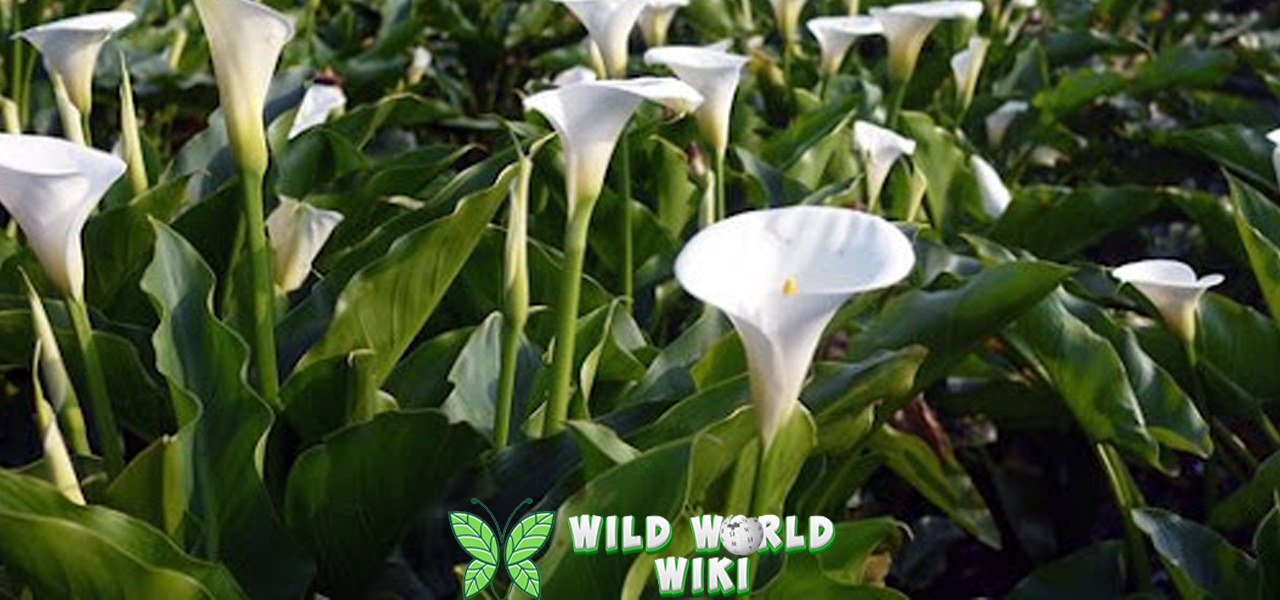 Bunga Bakung Cocok dalam Segala 7 Suasana 3 Bunga Bakung Cocok dalam Segala 7 Suasana