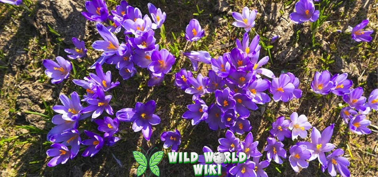 Bunga Saffron Misterius, Konon Bikin 3 Awet Muda!