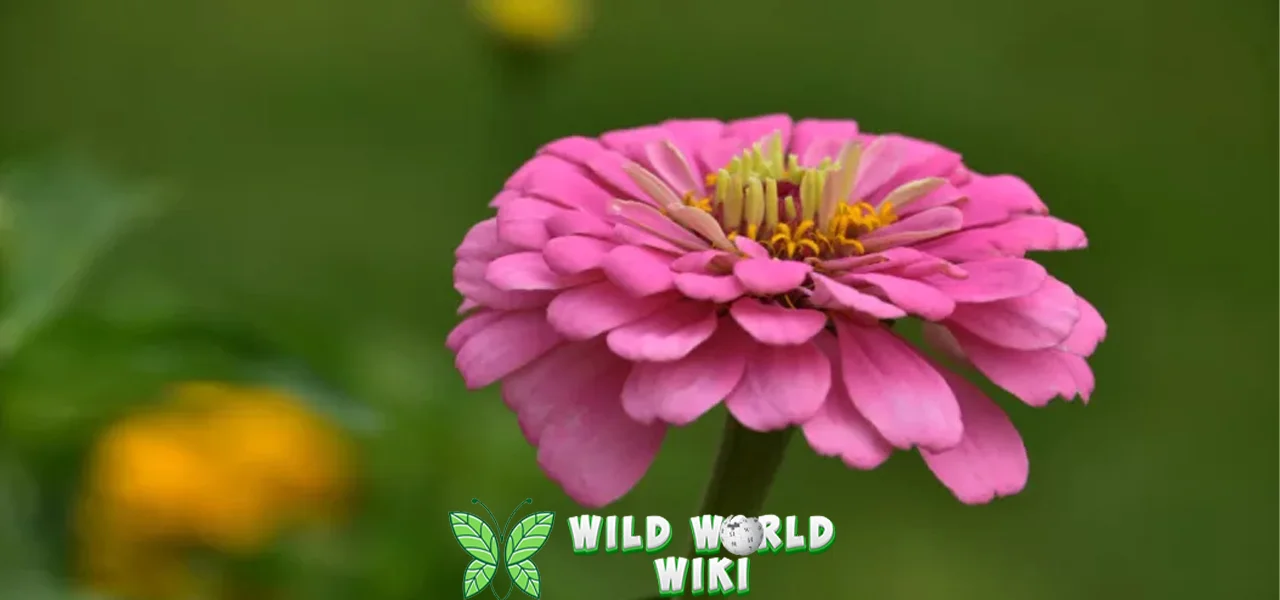 Bunga Zinnia 1 yang Selalu On, Gak Pernah Off! 1 Bunga Zinnia 1 yang Selalu On, Gak Pernah Off!